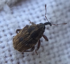 Trichosirocalus troglodytes