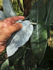 Eucalyptus globulus bicostata
