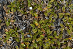Anisotome imbricata prostrata