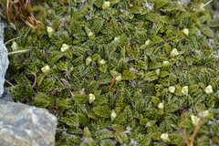 Anisotome imbricata prostrata