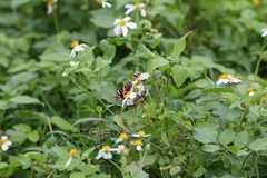 Vanessa indica indica