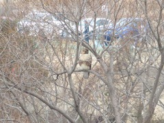 Buteo japonicus