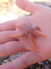 Allostichaster insignis