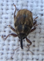 Trichosirocalus troglodytes