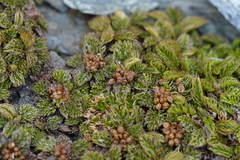Anisotome imbricata prostrata