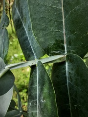 Eucalyptus globulus bicostata