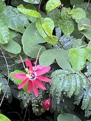 Passiflora edmundoi