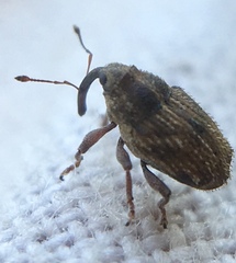 Trichosirocalus troglodytes