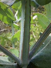 Eucalyptus globulus bicostata