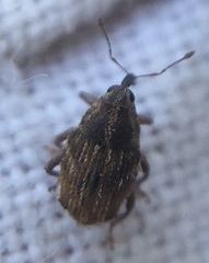 Trichosirocalus troglodytes