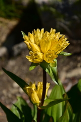 Gentiana