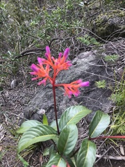 Palicourea vacillans