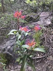 Palicourea vacillans