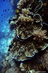 Montipora confusa