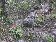 Palicourea vacillans