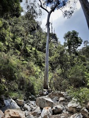 Eucalyptus globulus bicostata