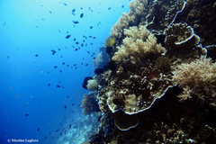 Montipora confusa