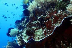 Montipora confusa