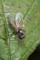 Fannia lustrator