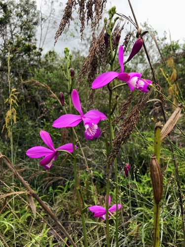 Epistephium williamsii