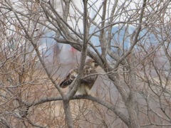 Buteo japonicus