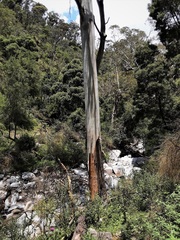 Eucalyptus globulus bicostata