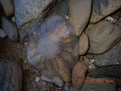 Desmonema gaudichaudi