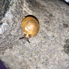 Ariophantidae