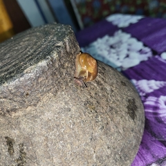 Ariophantidae