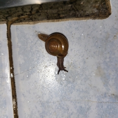 Ariophantidae