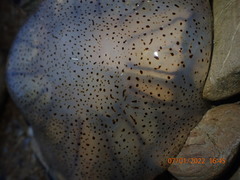 Desmonema gaudichaudi