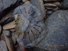 Desmonema gaudichaudi