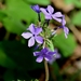 Woodland Phlox - Photo (c) Mark Kluge, some rights reserved (CC BY-NC), uploaded by Mark Kluge