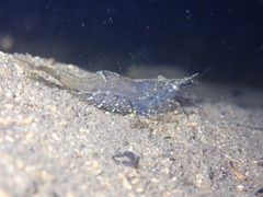 Paratya curvirostris