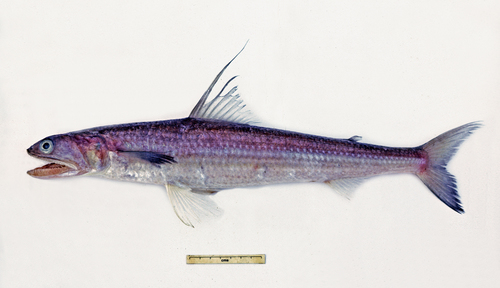 Filamentosus saury (Saurida filamentosa) — Synodontidae — 3