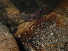 Paratya curvirostris