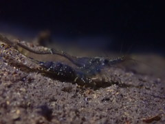 Paratya curvirostris