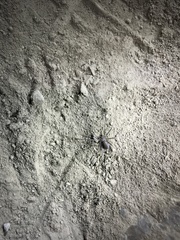 Loxosceles amazonica