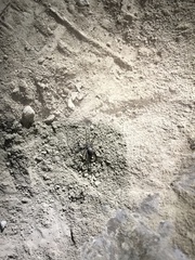 Loxosceles amazonica