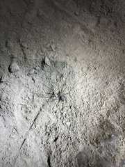 Loxosceles amazonica