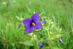 Exacum pumilum