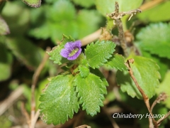 Stemodia verticillata