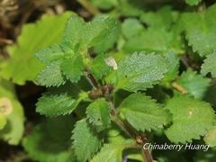 Stemodia verticillata