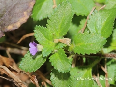 Stemodia verticillata