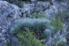 Euryops pectinatus pectinatus