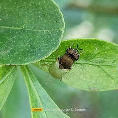 Oplodontha rubrithorax