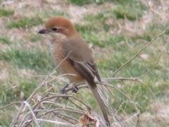 Lanius bucephalus