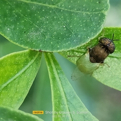Oplodontha rubrithorax