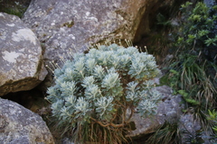 Euryops pectinatus pectinatus