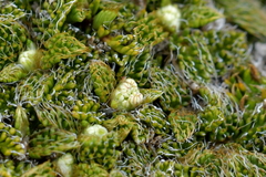 Anisotome imbricata prostrata